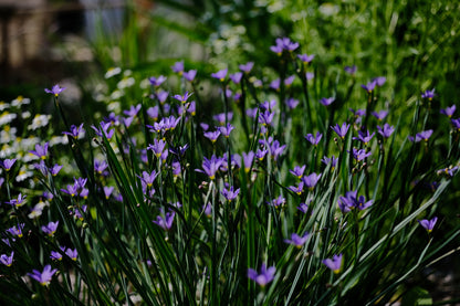 Sisyrinchium angustifolium