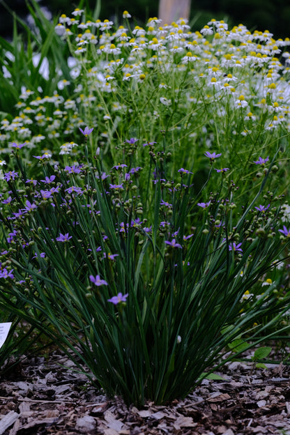 Sisyrinchium angustifolium blooming