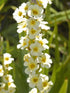 Sisyrinchium striatum (pale yellow-eyed grass) blooms