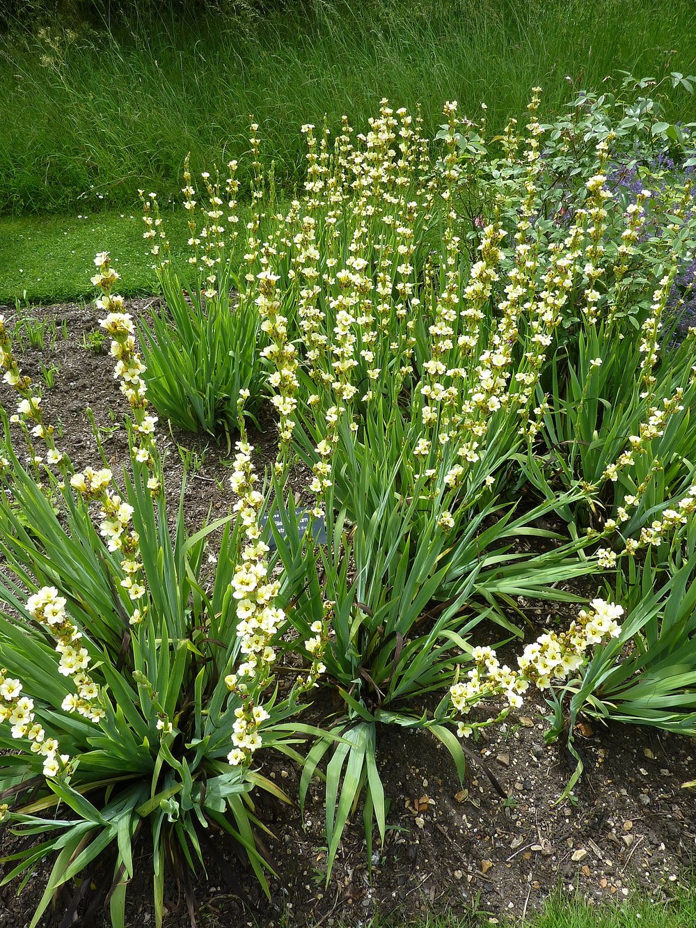 Sisyrinchium striatum (pale yellow-eyed grass) in garden