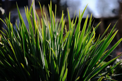 Sisyrinchium striatum (pale yellow-eyed grass) foliage