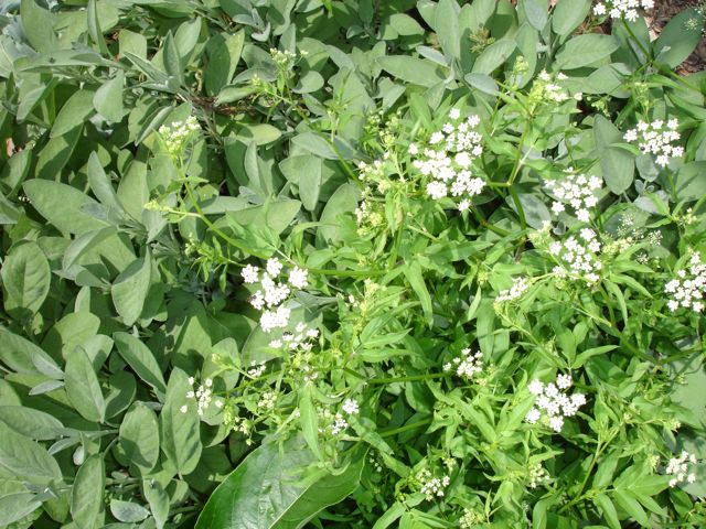 Green skirret (Sium sisarum) plants with white flowers in a natural setting
