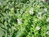 Green skirret (Sium sisarum) plants with white flowers in a natural setting