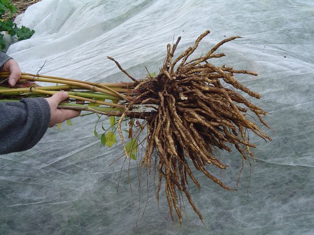 Bunch of skirret (Sium sisarum) roots held by a person against a gray background