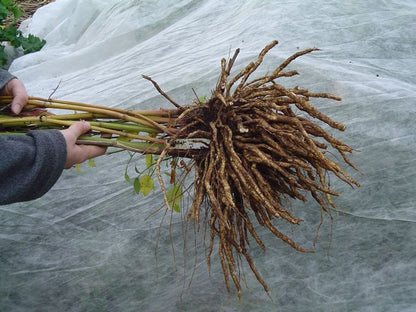 Bunch of skirret (Sium sisarum) roots held by a person against a gray background