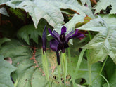 Close up image of Iris chrysographes, commonly known as gold veined black iris, in bloom with green background. 