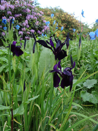 Image of violet-black Iris chrysographes, commonly known as gold veined black iris, flowers in a garden with pink and blue blooms and green foliage. 