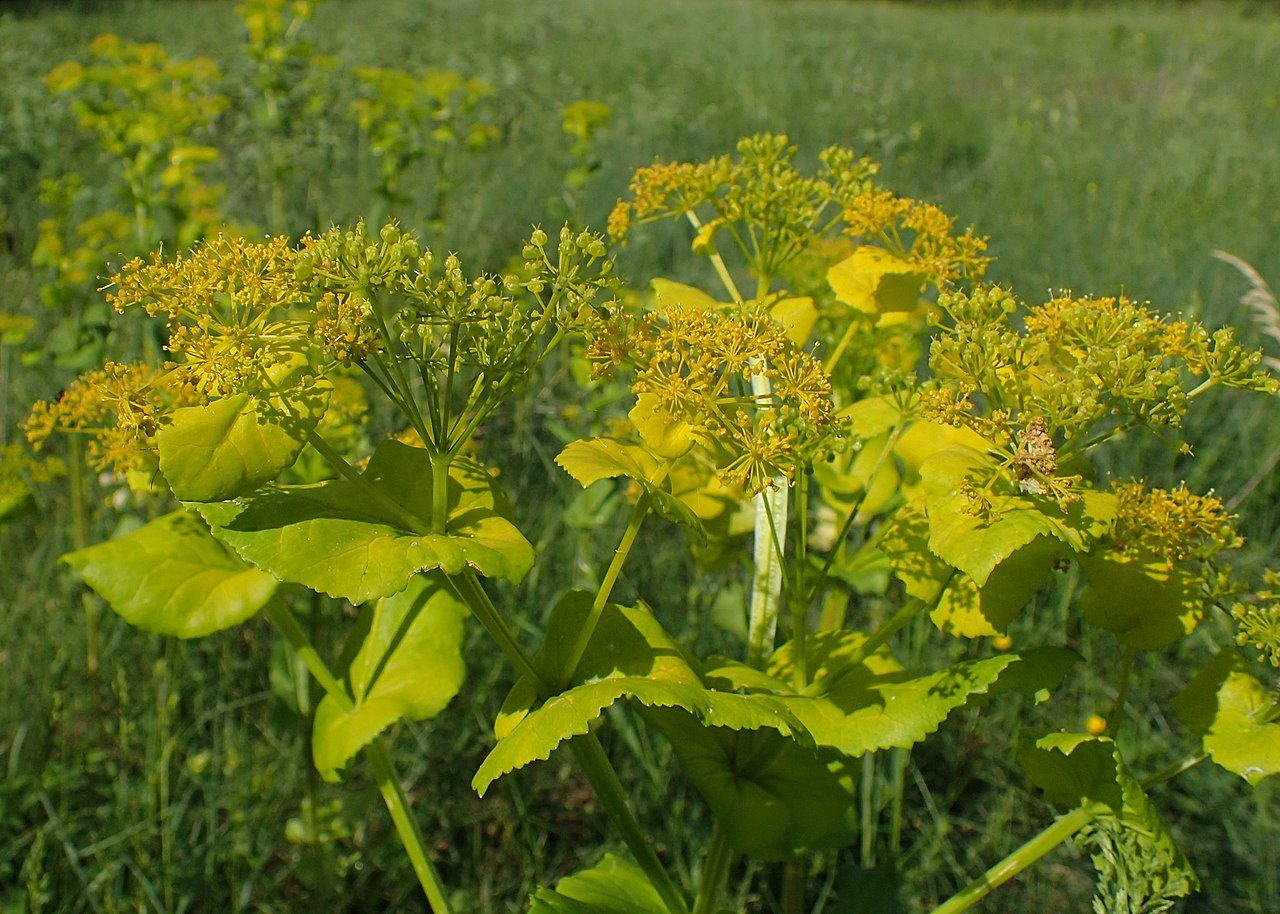 Smyrnium perfoliatum (perfoliate alexanders)