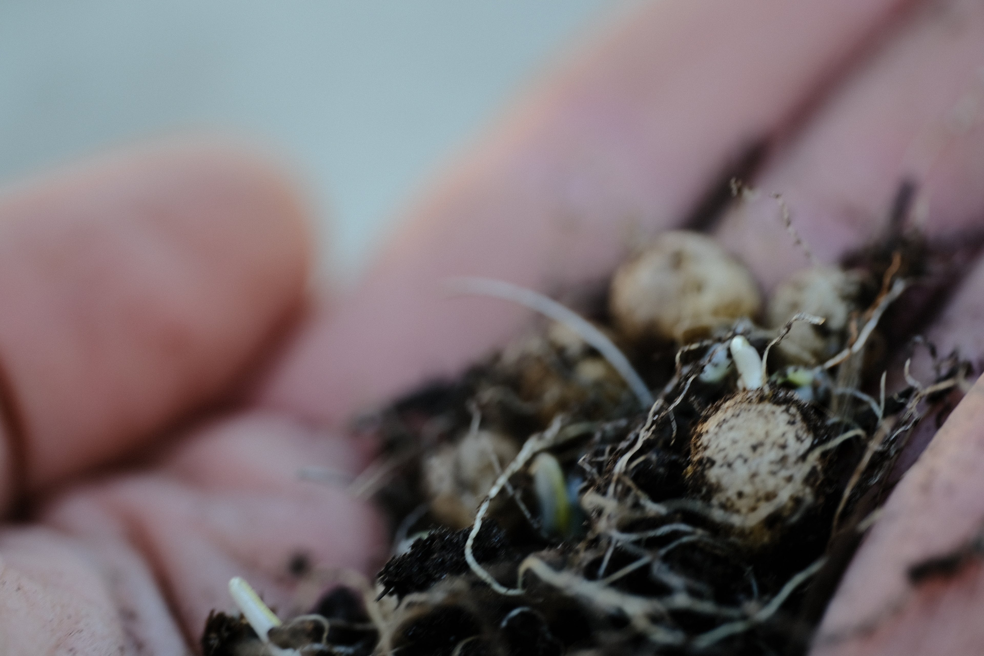 Smyrnium perfoliatum tubers