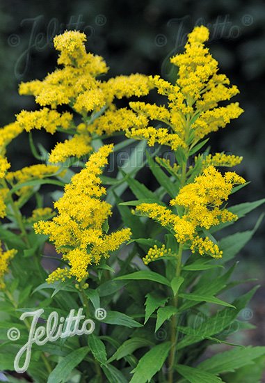 Solidago canadensis &