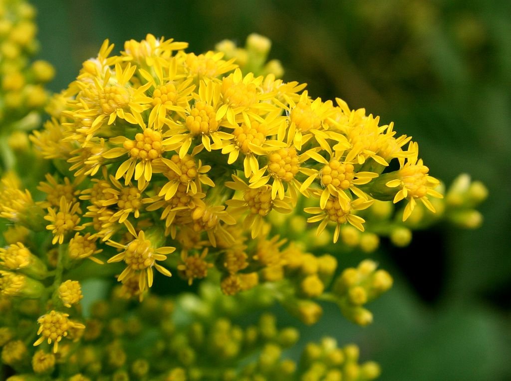 Solidago gigantea (giant goldenrod)