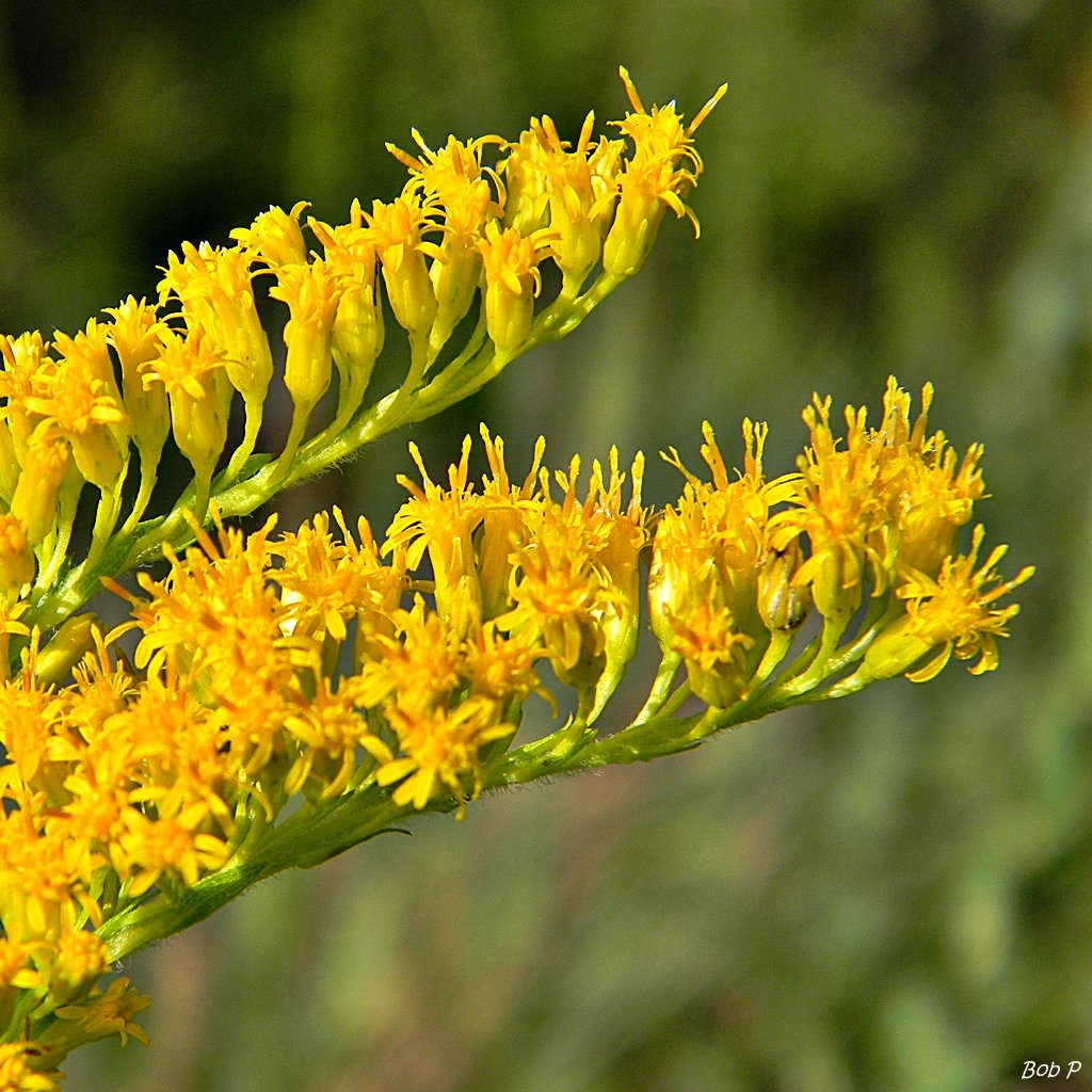 Solidago odora (Sweet goldenrod)