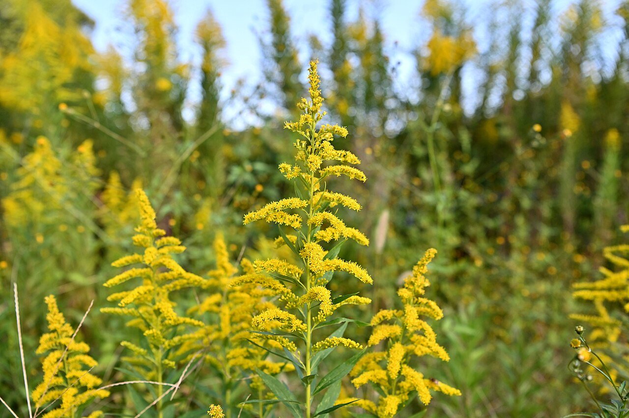 Solidago altissima (tall goldenrod)