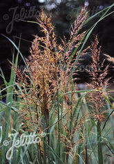 Sorghastrum nutans &