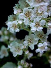 Close-up of white White meadowsweet (Spirea alba var. latifolia) flowers with a dark background