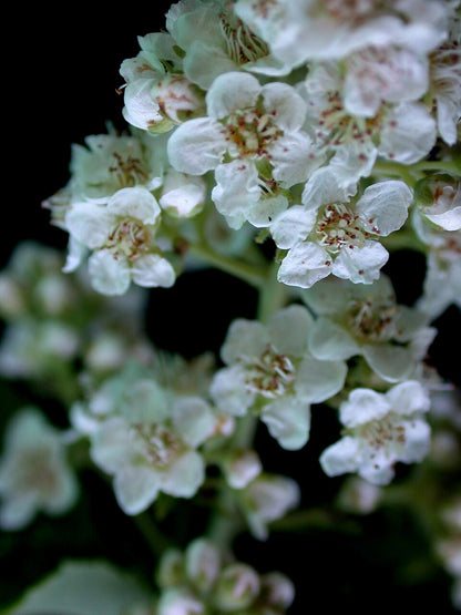 Close-up of white White meadowsweet (Spirea alba var. latifolia) flowers with a dark background