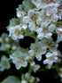Close-up of white White meadowsweet (Spirea alba var. latifolia) flowers with a dark background
