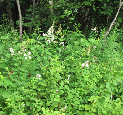 Green foliage with white flowers in a forest setting White meadowsweet (Spirea alba var. latifolia)