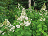 White White meadowsweet (Spirea alba var. latifolia) flowers with green leaves in a forest setting