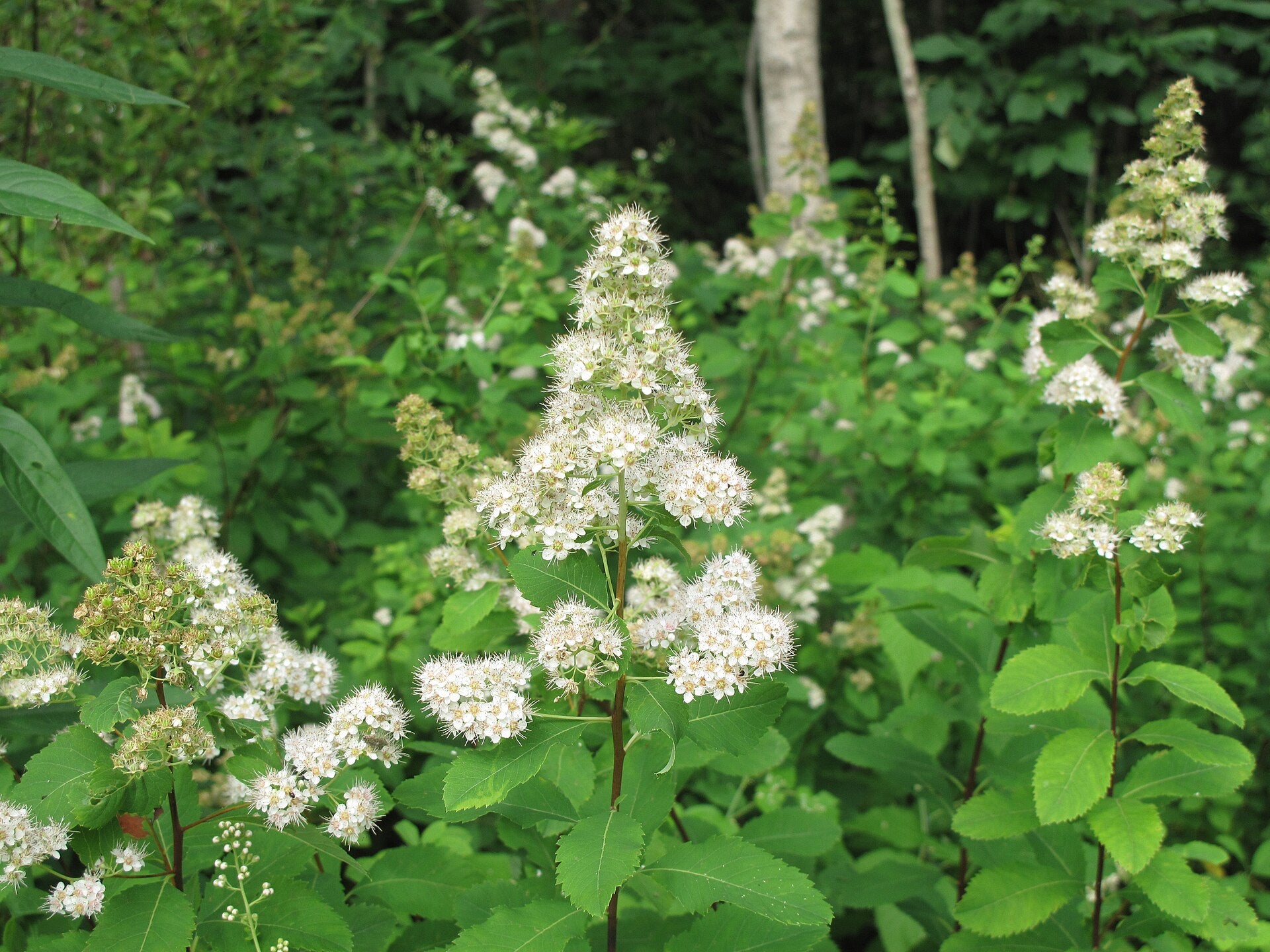White White meadowsweet (Spirea alba var. latifolia) flowers with green leaves in a forest setting
