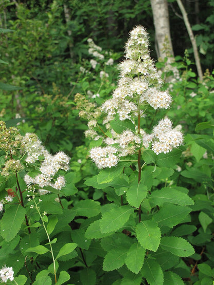 White flowering White meadowsweet (Spirea alba var. latifolia) plant with green leaves in a forest setting