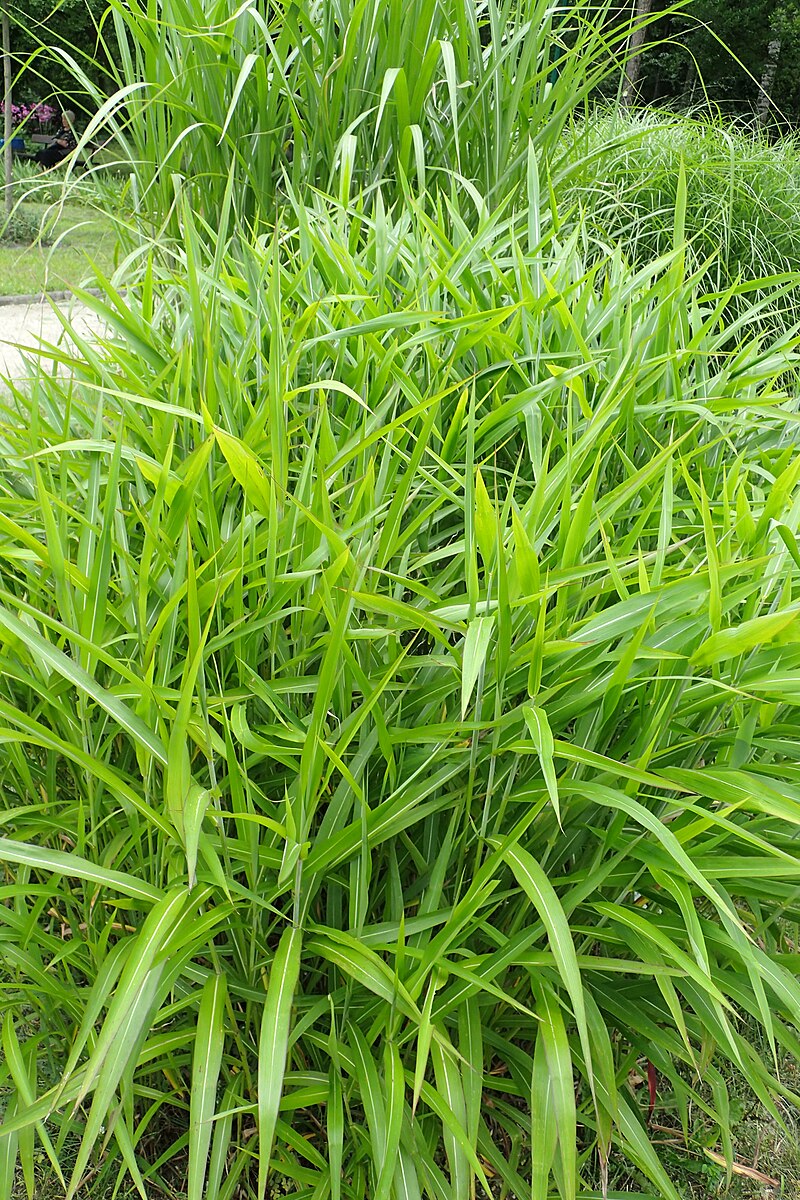 Spodiopogon sibiricus (frost grass) foliage clump