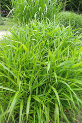 Spodiopogon sibiricus (frost grass) foliage clump