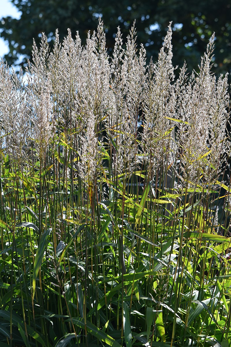 Spodiopogon sibiricus (frost grass) inflorescences