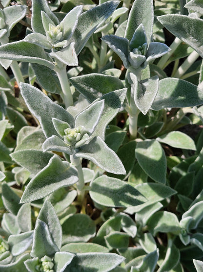 Stachys byzantina (lamb&