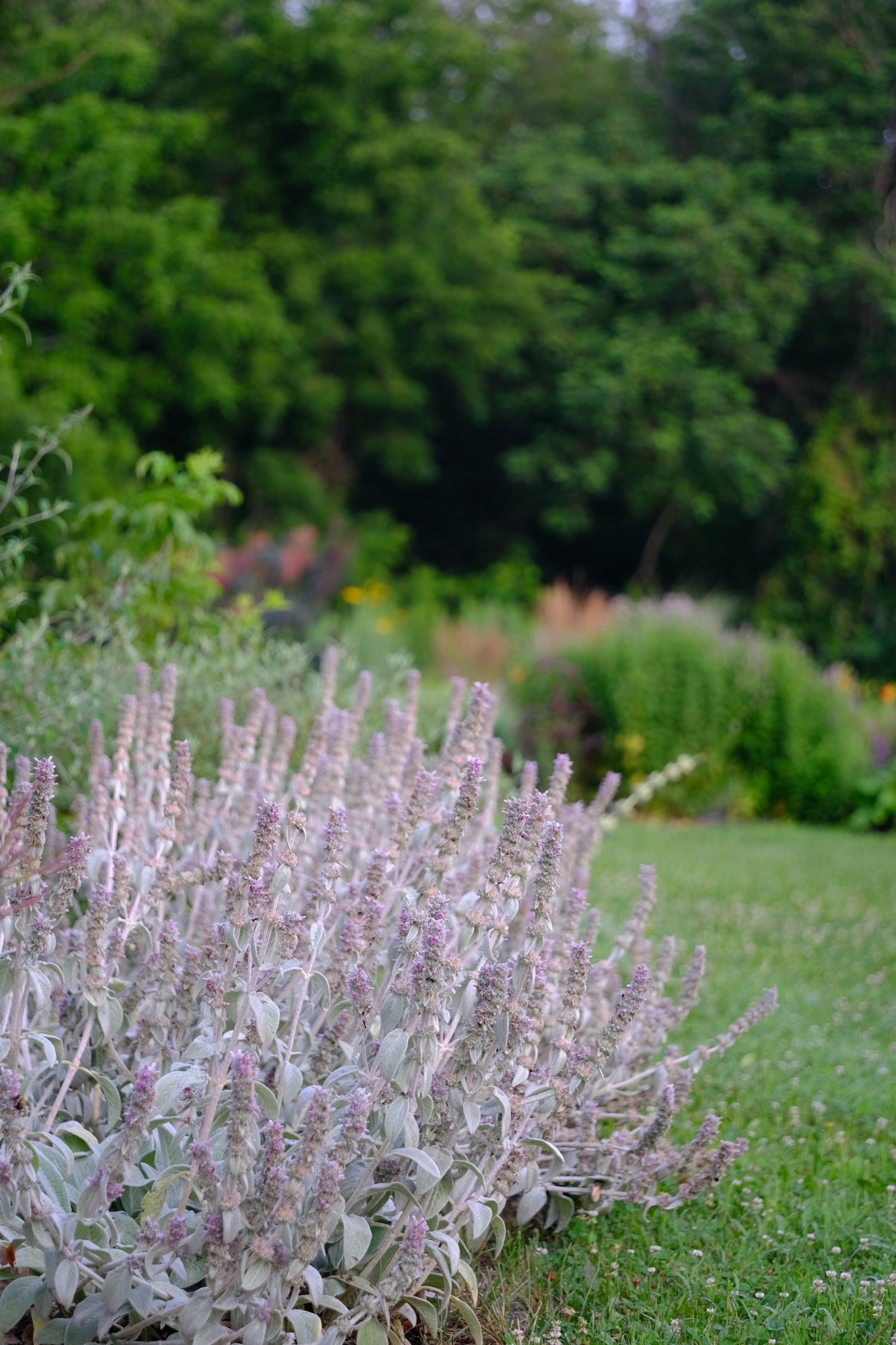 Stachys byzantina (lamb&