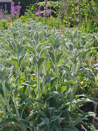 Stachys byzantina (lamb&