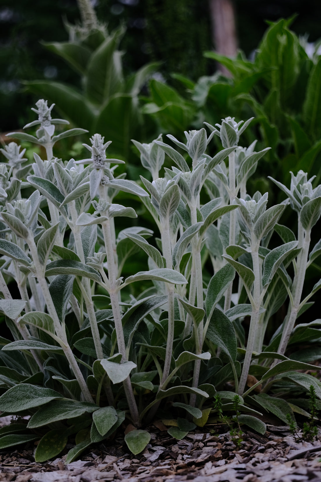 Stachys byzantina