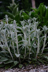 Stachys byzantina