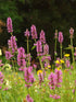 Stachys officinalis (betony) in bloom