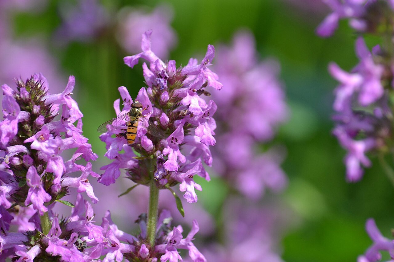 Stachys officinalis (betony) with pollinator