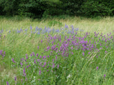 Stachys officinalis (betony) blooming in field