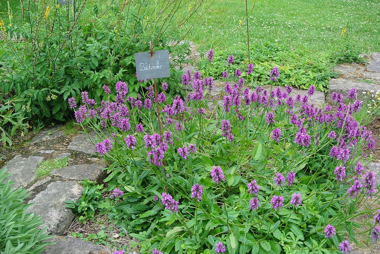 Stachys officinalis (betony) in the garden