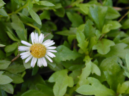 Erigeron karvinskianus, commonly known as Mexican fleabane, green foliage and white flower with yellow center.