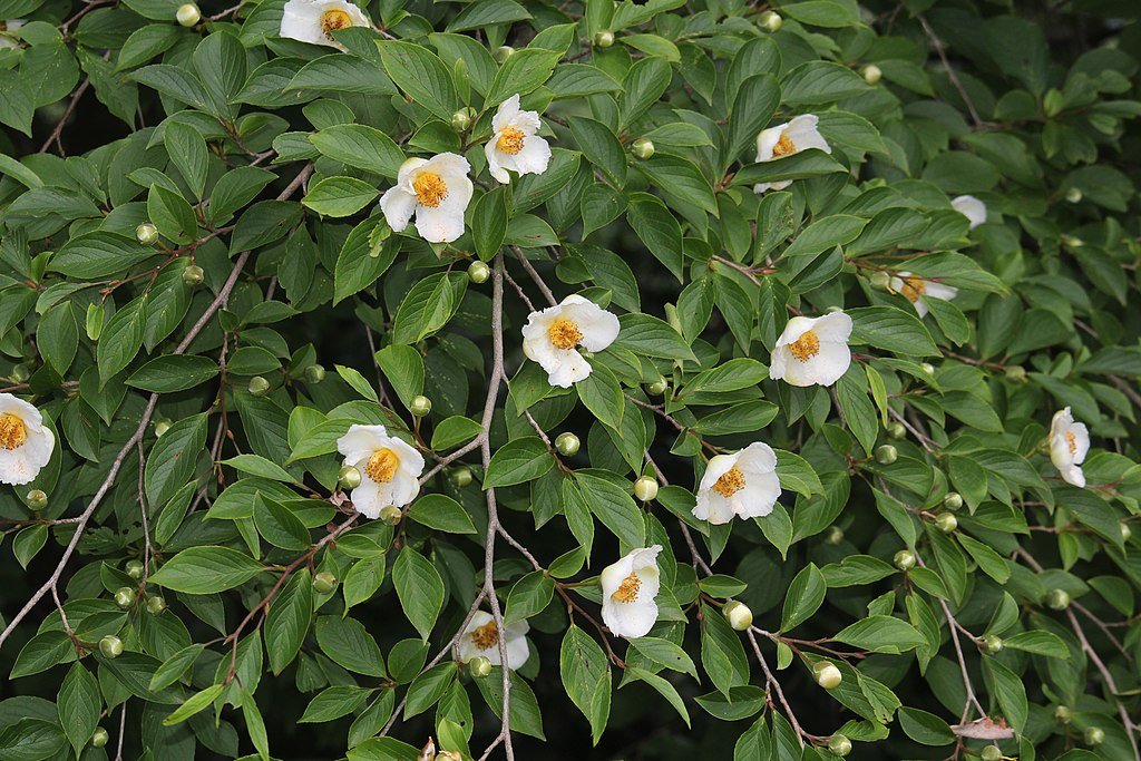 Stewartia pseudocamellia (Japanese stewartia) flowers and buds