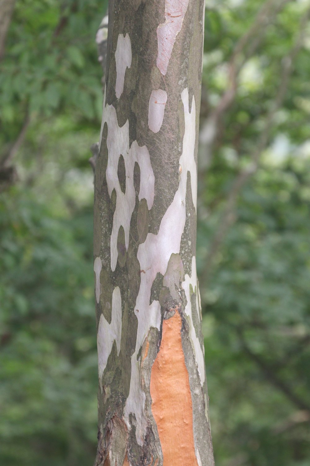 Stewartia pseudocamellia (Japanese stewartia) bark