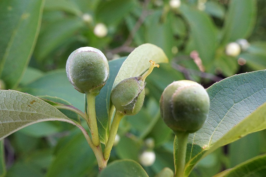 Stewartia pseudocamellia (Japanese stewartia) buds