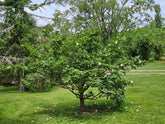 Stewartia pseudocamellia (Japanese stewartia) in landscape