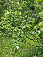 Stewartia pseudocamellia (Japanese stewartia) blooms on shrubby tree