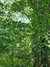 Stewartia pseudocamellia (Japanese stewartia) blooms and bark