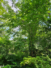 Stewartia pseudocamellia (Japanese stewartia) in woodland