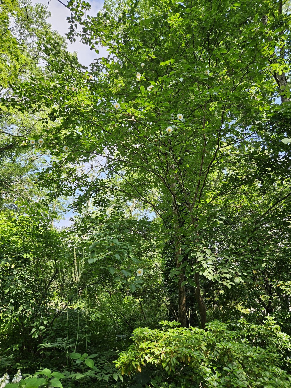 Stewartia pseudocamellia (Japanese stewartia) in woodland