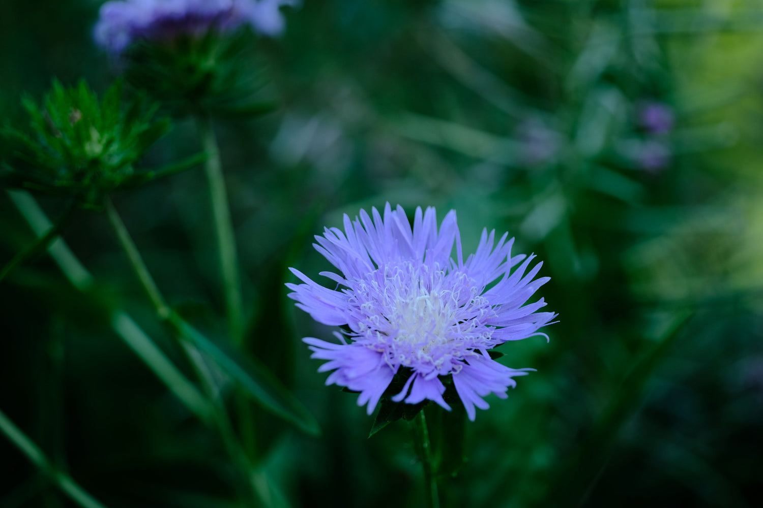 Image showing single lilac-blue Stokesia laevis, commonly known as Stoke&