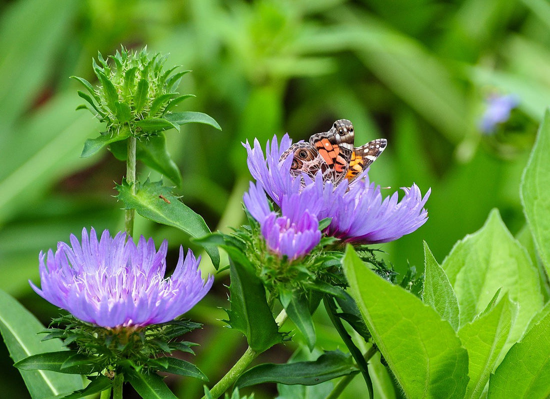 Stokesia laevis (Stoke&