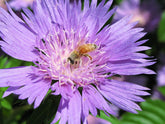 Stokesia laevis (Stoke&