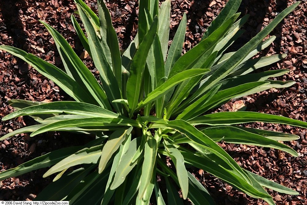 Stokesia laevis (Stoke&